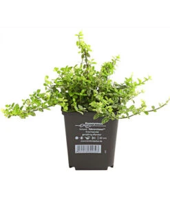 Kriech-Spindelstrauch 'Silverstone' 5 Kriech-Spindelstrauch 'Silverstone' -Dehner 7177421 WE FS 001 EuonymusSilverstoneSpindelstrauch9CDehnerExpressHerzigRet