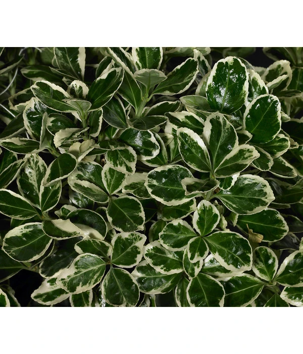 Japanischer Kriech-Spindelstrauch 'Kathy' 3 Japanischer Kriech-Spindelstrauch 'Kathy'