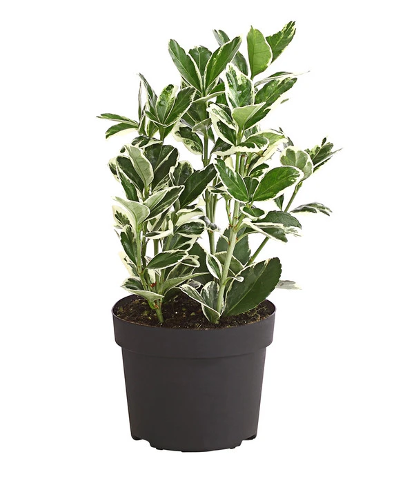 Japanischer Kriech-Spindelstrauch 'Kathy' 4 Japanischer Kriech-Spindelstrauch 'Kathy' – Bild 2