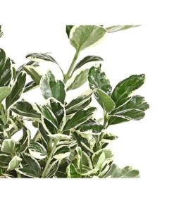 Japanischer Kriech-Spindelstrauch 'Kathy' 7 Japanischer Kriech-Spindelstrauch 'Kathy' -Dehner 7180748 PR DE 001 EuonymusSpindelstrauchKathy13DehnerExpressHerzig