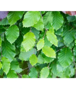 7 Meter Rotbuche, 20 X 175-200 Cm 11 7 Meter Rotbuche, 20 X 175-200 Cm -Dehner 7185077 FagusSylvaticaDetailLuckner 1