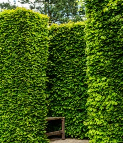 7 Meter Rotbuche, 20 X 175-200 Cm 10 7 Meter Rotbuche, 20 X 175-200 Cm -Dehner 7185093 WE MO 002 RotbucheFagusSylvatica 1