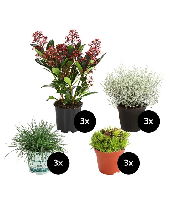 Grabpflanzen-Set Würdevoll, 12-teilig 3 Grabpflanzen-Set Würdevoll, 12-teilig