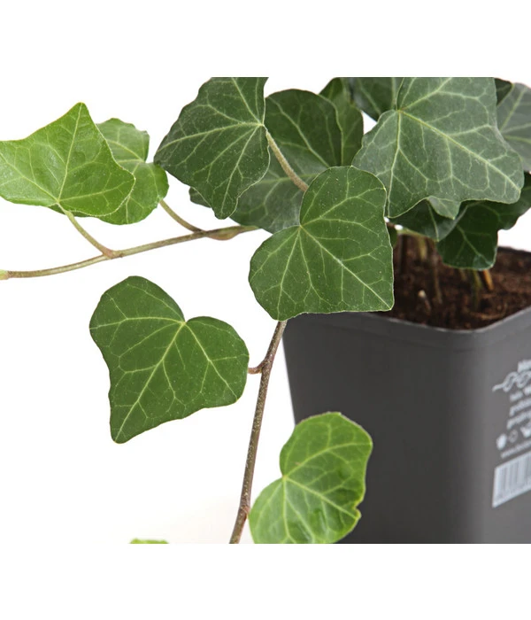 Irischer Efeu - Großblättriger Efeu 4 Irischer Efeu - Großblättriger Efeu – Bild 2