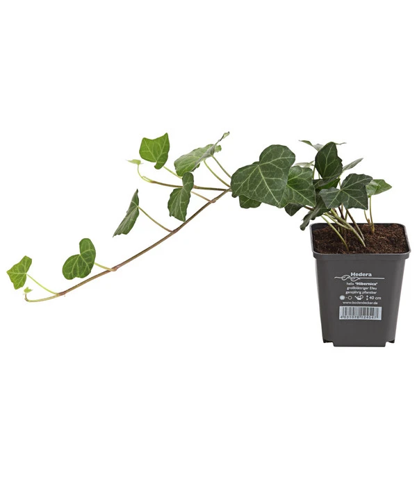 Irischer Efeu - Großblättriger Efeu 3 Irischer Efeu - Großblättriger Efeu