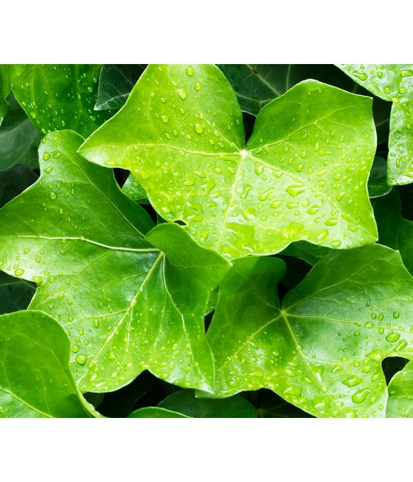 Irischer Efeu - Großblättriger Efeu 5 Irischer Efeu - Großblättriger Efeu – Bild 3