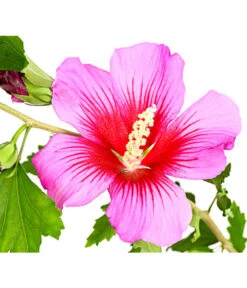 Hibiskus 'Silke' - Garten-Eibisch -Dehner 7212228 WE DE 001 HibiscusSyriacusSilkeRoseneibischHibiskus3LDehnerExpressHerzig