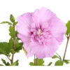 Hibiskus 'Lavender Chiffon®' - Garten-Eibisch 1 Hibiskus 'Lavender Chiffon®' - Garten-Eibisch -Dehner 7213887 PR DE 001 HibiscusHibiskusLavenderChiffonDehner3LDehnerExpressHerzig