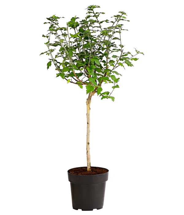 Hibiskus 'Duc De Brabant' - Garten-Eibisch 4 Hibiskus 'Duc De Brabant' - Garten-Eibisch – Bild 2