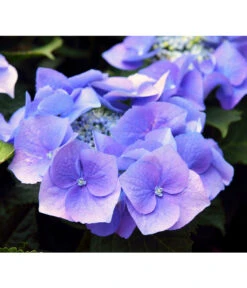 Teller-Hortensie, Ca. 15-25 Cm