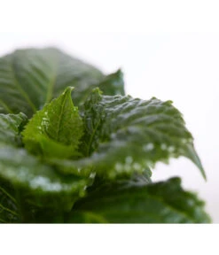 Teller-Hortensie, Ca. 15-25 Cm 9 Teller-Hortensie, Ca. 15-25 Cm -Dehner 7223423 PR DE 001 TellerhortensieBlauTXDehnerExpressZS