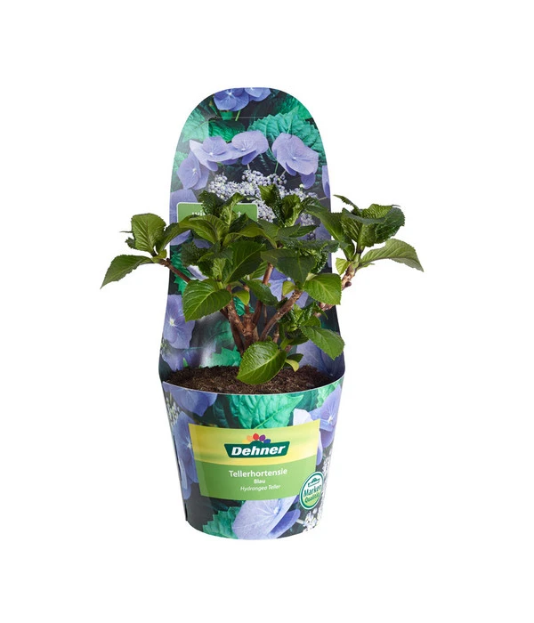 Teller-Hortensie, Ca. 15-25 Cm 4 Teller-Hortensie, Ca. 15-25 Cm – Bild 2