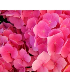 Schneeball-Hortensie 'Pink Annabelle®' 9 Schneeball-Hortensie 'Pink Annabelle®' -Dehner 7223878 HydrangeaHortensiePinkAnnabelle Pixabay