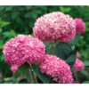 Schneeball-Hortensie 'Pink Annabelle®'