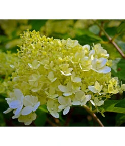 Rispen-Hortensie 'Little Lime®' -Dehner 7224686 WE DE 001 HydrangeaPaniculataRispenhortensieLittleLimePixabay