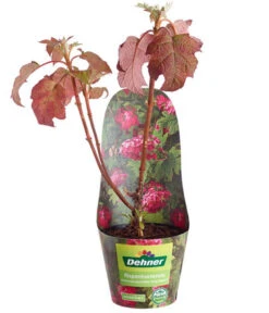 Rispen-Hortensie 'Ruby Slippers'