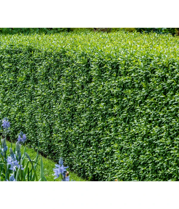 5 Meter Gemeiner Liguster, 15 X Ca. 100-150 Cm 4 5 Meter Gemeiner Liguster, 15 X Ca. 100-150 Cm – Bild 2