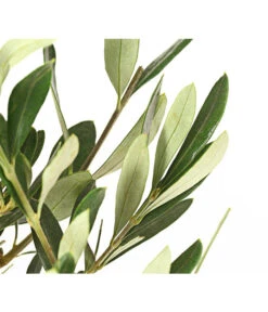 Olive, Busch 12 Olive, Busch -Dehner 7296908 WE DE 001 OleaEuropaeaT16DehnerExpressHerzig