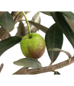 Olive, Busch 13 Olive, Busch -Dehner 7296908 WE DE 001 OliveEuropeaT15