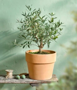 Olive, Busch 11 Olive, Busch -Dehner 7296908 WE MO 001 OleaOlivenbuschT16