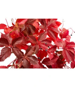 Wilder Wein 'Veitchii' - Dreispitz-Jungfernrebe -Dehner 7299662 WE DE 002 ParthenocissusVeitchii