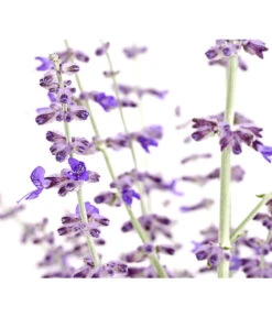 Blauraute 'Blue Spire' 15 Blauraute 'Blue Spire' -Dehner 7302631 WE DE 001 BlaurautePerovskiaAbrotanoidesBlueSpire3LDehnerExpressHerzig