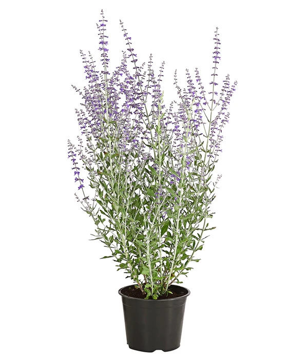 Blauraute 'Blue Spire' 4 Blauraute 'Blue Spire' – Bild 2