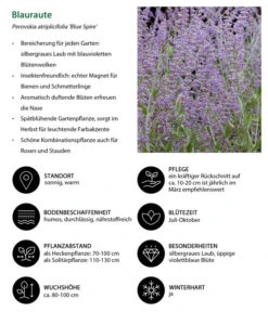 Blauraute 'Blue Spire' 14 Blauraute 'Blue Spire' -Dehner 7302631 WE IG 001 Blauraute