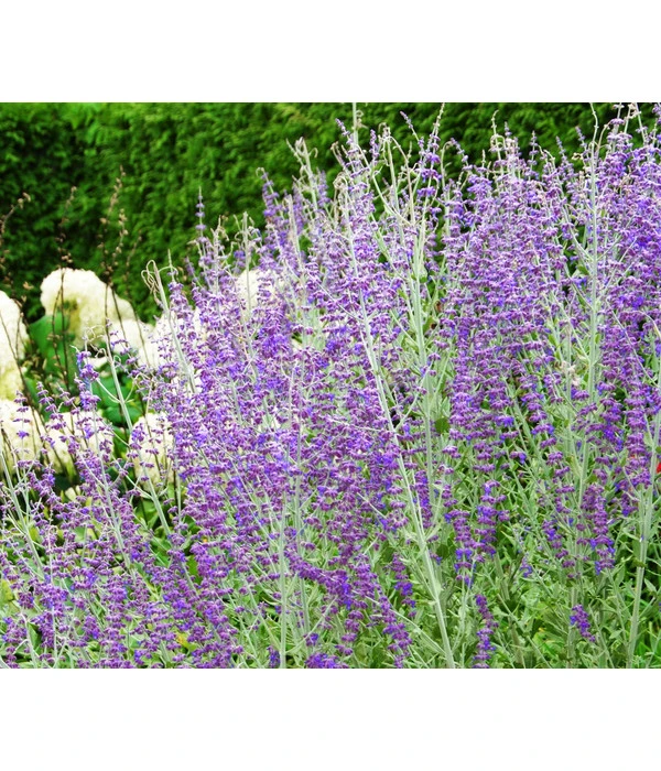 Blauraute 'Blue Spire' 3 Blauraute 'Blue Spire'