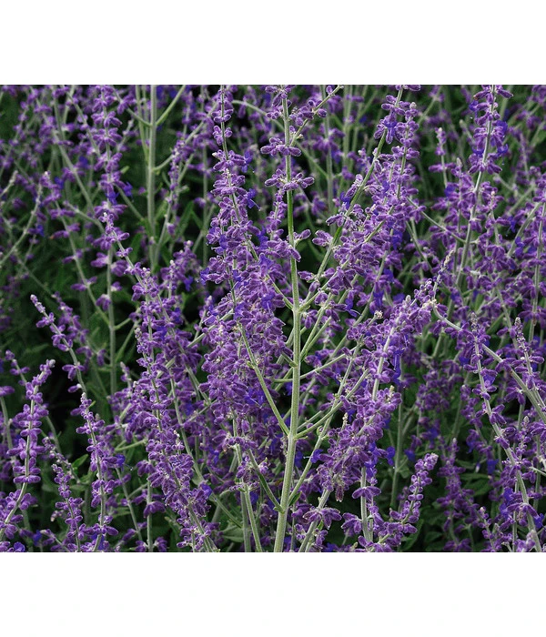 Blauraute 'Blue Spire' 7 Blauraute 'Blue Spire' – Bild 5