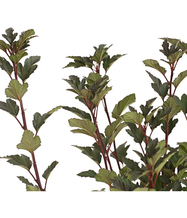 Blasenspiere 'Tiny Wine' 4 Blasenspiere 'Tiny Wine' – Bild 2