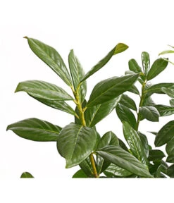 Kirschlorbeer 'Novita' 10 Kirschlorbeer 'Novita' -Dehner 7360068 PR DE 001 PrunusKirschlorbeerNovita12LDehnerExpressHerzig