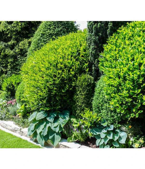 Kirschlorbeer 'Novita' 4 Kirschlorbeer 'Novita' – Bild 2