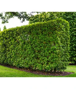 Kirschlorbeer 'Novita' 9 Kirschlorbeer 'Novita' -Dehner 7360530 WE MO 002 Luckner Hecke PrunusNovita