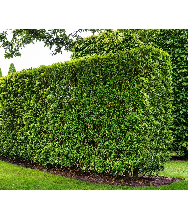 Kirschlorbeer 'Novita' 5 Kirschlorbeer 'Novita' – Bild 3