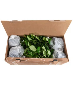 1-1,5 Meter Kirschlorbeer 'Novita', 5 X Ca. 40-50 Cm -Dehner 7363104 PR FS 002 PrunusLauroceraususNovita1MeterDehnerExpressHerzig