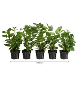 1-1,5 Meter Kirschlorbeer 'Novita', 5 X Ca. 40-50 Cm