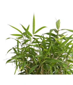 Japanischer Pfeilbambus -Dehner 7373400 PR DE 001 BambusPseudosasaJaponica10LDehnerExpressHerzig