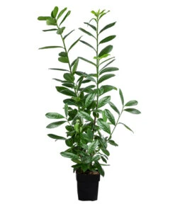 Kirschlorbeer 'Novita'