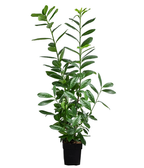 Kirschlorbeer 'Novita' 3 Kirschlorbeer 'Novita'