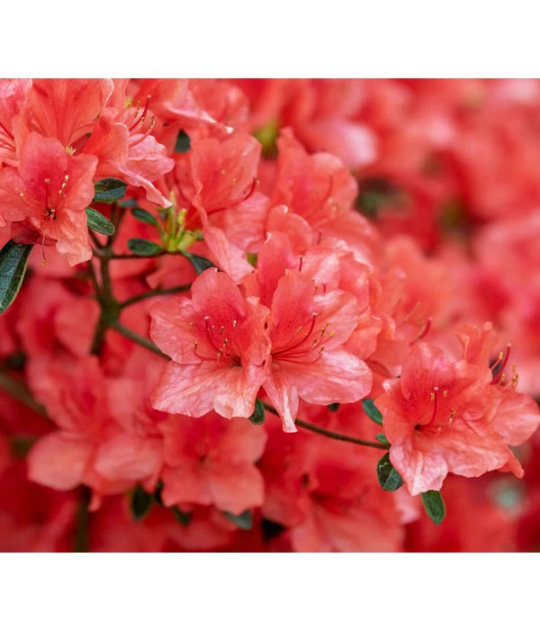 Zwerg-Rhododendron 3 Zwerg-Rhododendron