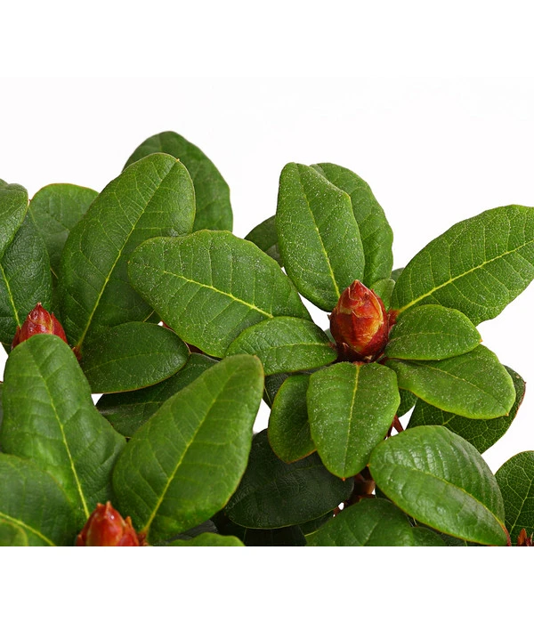 Zwerg-Rhododendron 5 Zwerg-Rhododendron – Bild 3