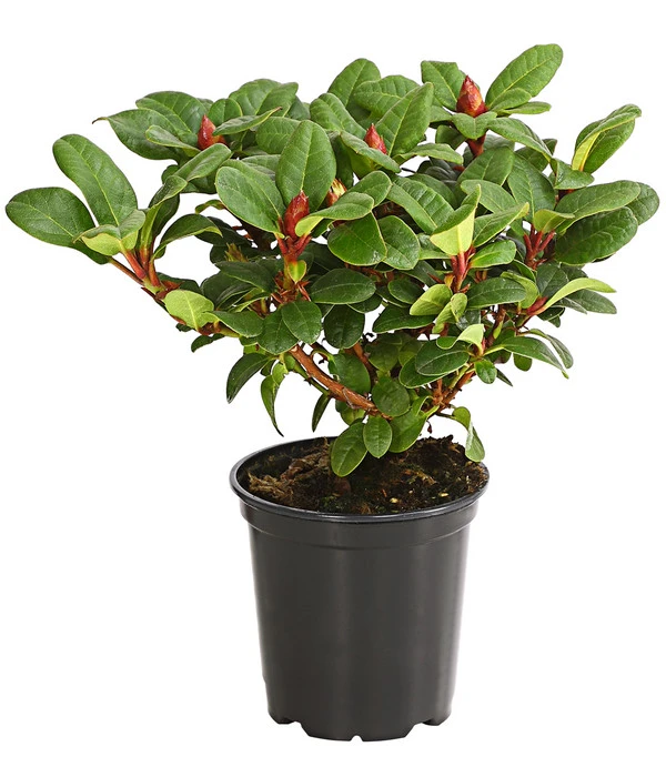 Zwerg-Rhododendron 4 Zwerg-Rhododendron – Bild 2