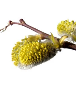 Kätzchen-Weide - Nordische Bäumchen-Weide 7 Kätzchen-Weide - Nordische Bäumchen-Weide -Dehner 7464571 BildD 001 KaetzchenWeideNordischeBaeumchenWeideSalixArbusculaSt