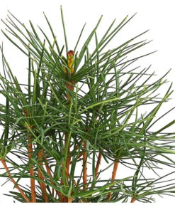 Japanische Schirmtanne 9 Japanische Schirmtanne -Dehner 7469760 PR DE 001 SciadopitysVerticillataDehnerExpressHerzig