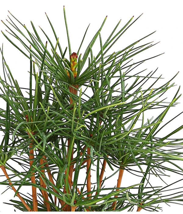 Japanische Schirmtanne 6 Japanische Schirmtanne – Bild 4