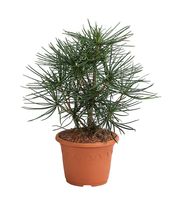 Japanische Schirmtanne 3 Japanische Schirmtanne