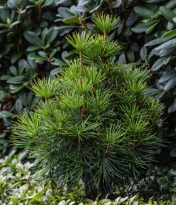 Japanische Schirmtanne 8 Japanische Schirmtanne -Dehner 7469760 WE MO 001 SciadopitysVerticiliata