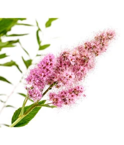 Kolbenspiere 'Triumphans' -Dehner 7483472 WE DE 001 SpiraeaTriumphansKolbenspiere5LDehnerExpressHerzig