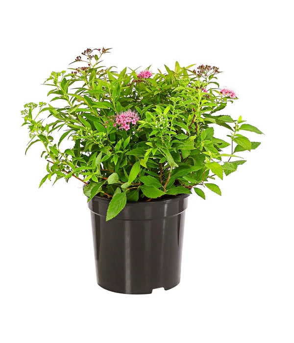 Japanischer Spierstrauch 'Genpei' 4 Japanischer Spierstrauch 'Genpei' – Bild 2